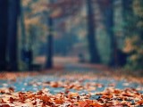 Five Things: How to Embrace the Fall Season